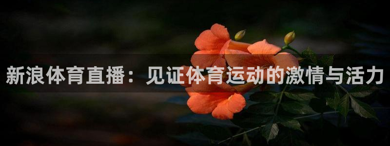 新浪体育直播：见证体育运动的激情与活力